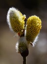 Blossom willow with yellow inflorescence