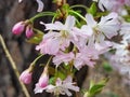 Blossom of a winter-flowering cherry, Prunus x subhirtella Royalty Free Stock Photo