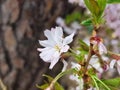Blossom of a winter-flowering cherry, Prunus x subhirtella Royalty Free Stock Photo