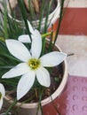 Blossom withe flower closeup