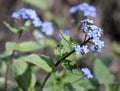 Blossom of woodland forget-me-notflower from close-up Royalty Free Stock Photo