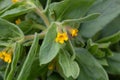 Blossom of a Yellow alkanet, Alkanna orientalis