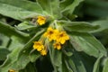 Blossom of a Yellow alkanet, Alkanna orientalis