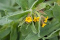 Blossom of a Yellow alkanet, Alkanna orientalis