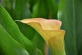 Blossom yellow calla flower on green leaf background Royalty Free Stock Photo
