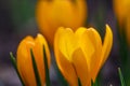 Blossom yellow crocus flower macro photography in a springtime Royalty Free Stock Photo