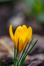 Blossom yellow crocus flower macro photography in a springtime Royalty Free Stock Photo