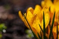 Blossom yellow crocus flower in a spring day macro photography. Royalty Free Stock Photo