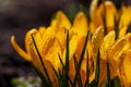 Blossom yellow crocus flower in a spring day macro photography. Royalty Free Stock Photo