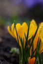 Blossom yellow crocus flower in a spring day macro photography. Royalty Free Stock Photo