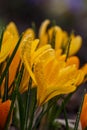 Blossom yellow crocus flower in a spring day macro photography. Royalty Free Stock Photo