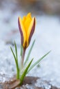 Blossom yellow crocus Royalty Free Stock Photo