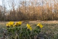 Blossom yellow flowers in a forest glade