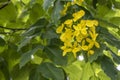 Blossom golden shower flower Cassia fistula with green leaf on the tree over natural background at Thailand