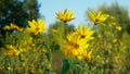 Jerusalem artichoke topinambur plant Helianthus tuberosus blossom yellow sunroot sunchoke earth apple, sunchoke wild Royalty Free Stock Photo