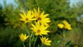 Blossom yellow Jerusalem artichoke plant Helianthus tuberosus topinambur sunroot sunchoke earth apple, sunchoke wild Royalty Free Stock Photo