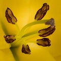 Blossom of yellow lilie in the detail Royalty Free Stock Photo