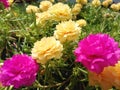 Blossom yellow and pink flowers of Prae Shang Hai, Portulaca, Common Purslane