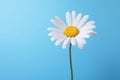Plant blue flower chamomile white summer spring yellow background daisy beauty nature Royalty Free Stock Photo