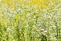 Various yellow wildflowers in bloom during spring