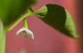 Blossom of a young chili plant