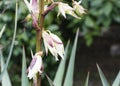 Blossom Yucca gloriosa Tristis Carriere Yucca recurvifolia, curve-leaf yucca or Spanish-dagger. Ornamental plant