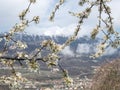 blossom in the yung spring and snow on the montain in the horizon Royalty Free Stock Photo