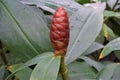 Blossom of a Zingiber plant in the Royal Botanic Garden