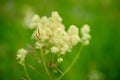 Blossome herbs on a green background, close-up Royalty Free Stock Photo