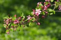 Blossomed apple tree