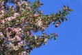 Blossomed apple tree Royalty Free Stock Photo