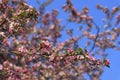 Blossomed apple tree