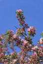 Blossomed apple tree Royalty Free Stock Photo