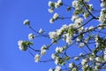Blossomed apple tree Royalty Free Stock Photo