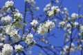 Blossomed apple tree