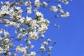 Blossomed apple tree