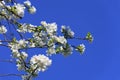 Blossomed apple tree Royalty Free Stock Photo