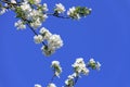 Blossomed apple tree