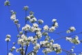 Blossomed apple tree Royalty Free Stock Photo