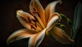 Blossomed beautiful lily flower closeup on a dark background