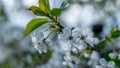 A blossomed branch of a tree in spring