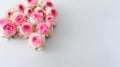 blossomed buds of pink shrub roses lie on a gray background