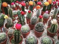 Blossomed cactus in small pots