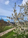 Blossomed cherry tree. under the mountain Kopaonik, Serbia Royalty Free Stock Photo