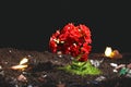 Blossomed flower and grass on polluted ground on a black background. Dump. Nature conservation concept