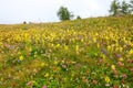 blossomed flowers of the alpine flora during the summer in the high mountains in the meadow