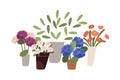 Blossomed flowers, floral and foliage plants in buckets, vases and pots. Modern blooming flora with fresh cut roses and