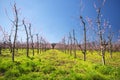 Blossomed fruit garden