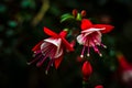 Blossomed Fuchsia Buds Royalty Free Stock Photo