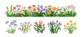 Blossomed garden flowers, floral border. Blooming plants set. Botanical decoration, spring and summer wildflowers, iris Royalty Free Stock Photo